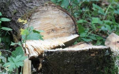 Спил и вырубка деревьев - Мурманск, цены, предложения специалистов