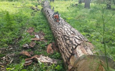 Спил и вырубка деревьев, корчевание пней - Мурманск, цены, предложения специалистов
