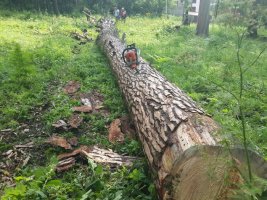 Спил и вырубка деревьев, корчевание пней стоимость услуг и где заказать - Мурманск