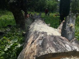Спил и вырубка деревьев, корчевание пней стоимость услуг и где заказать - Мурманск